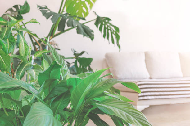 istock Blurred living room with plants 1300693799