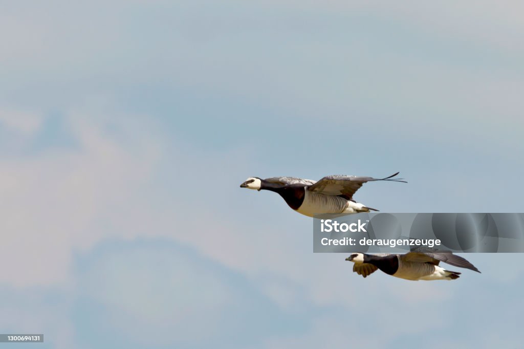 Traveling Two nun's geese on the way to the sleeping place Goose - Bird Stock Photo