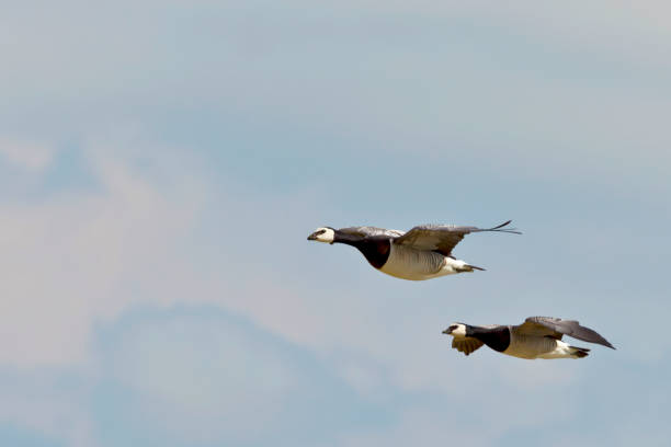 Traveling Two nun's geese on the way to the sleeping place goose bird stock pictures, royalty-free photos & images