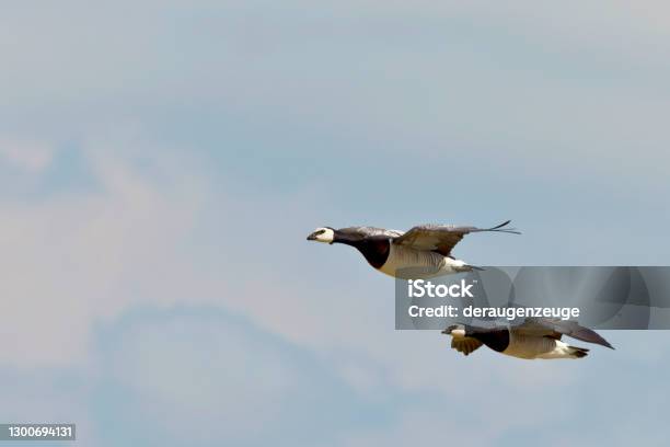 Traveling Stock Photo - Download Image Now - Goose - Bird, Bird, Flying