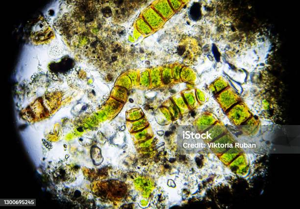 Microalgae Under A Microscope Sample Taken From Moss Stock Photo - Download Image Now