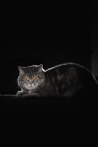 British shorthair cat with yellow eyes lies in a dark room. Backlight portrait of a pet in a home interior at night. The animal is hidden in the shadows on a black background.