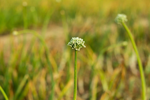 Onion flower in home garden.