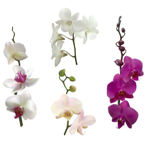 ilustraciones, imágenes clip art, dibujos animados e iconos de stock de flores tropicales. orquídeas. púrpura. aislado. rosa. blanco. brotes. - moth orchid