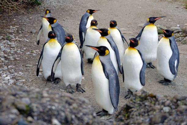 istock King penguins all looking in the same direction. Birds are called Aptenodytes patagonicus in Latin. They live in captivity and walk around their enclosure and keep always together. 1300697802