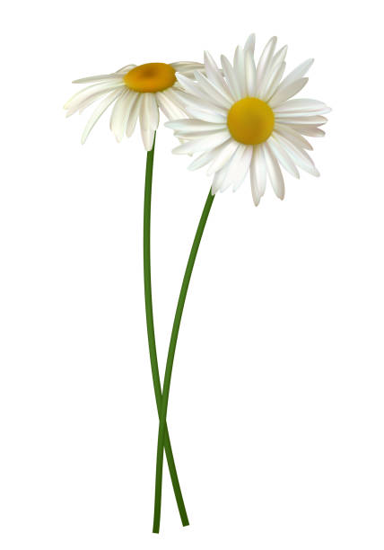 istock Bouquet of white daisies. Wildflowers. White. Isolated. 1300697821
