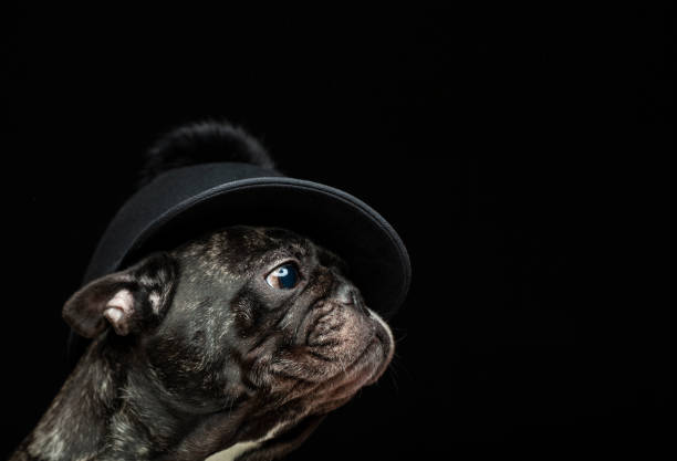 istock image of dog cap dark background 1300698424