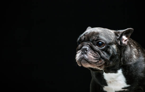 istock image of dog dark background 1300698463