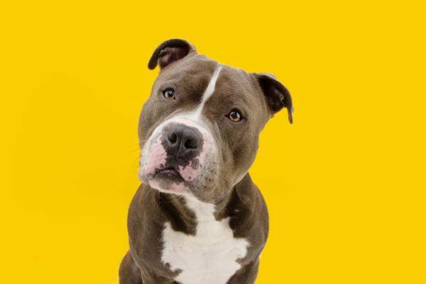 istock American bully dog tilting head side . Isolated on yellow background. 1300701133