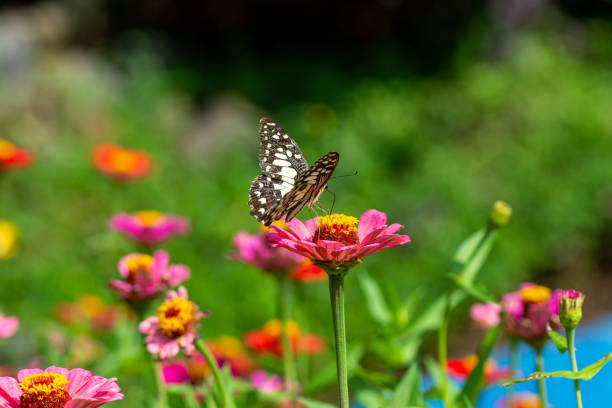 istock Chamomiles daisies macro in summer spring field on background blue sky with sunshine and a flying butterfly, nature panoramic view. Summer natural landscape with copy space. 1300701161