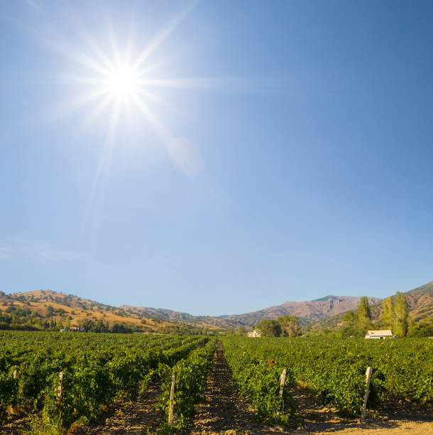 wineyard in mountain valley at the sunny day