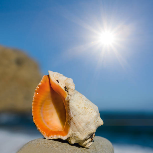 istock closeup marine shell lie on a stone under a sparkle sun 1300701419