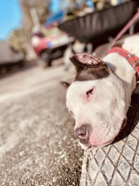 istock Lovely Pitbull Lying on the Floor 1300703184