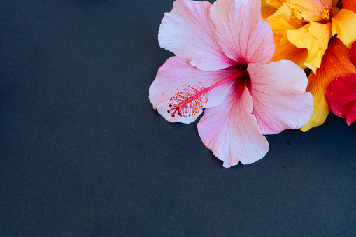 Fresh hibiscus flowers heap on black background with copy space