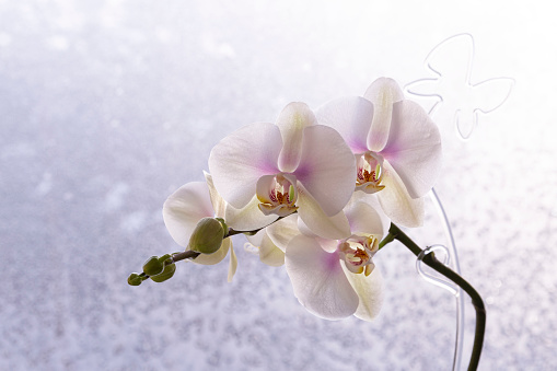 Blooming white orchid against the background of a winter window. Home flowers, hobbies, lifestyle. High quality photo