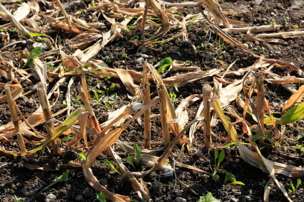 istock Residues in the field after maize harvesting 1300705709