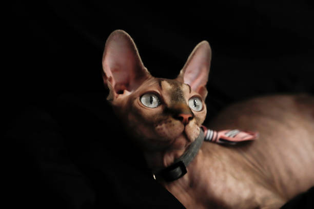 istock A pregnant sphinx cat lying on a black background 1300705734