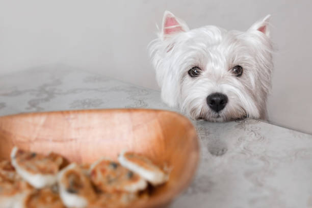 istock A small funny dog sits at the table in the kitchen. 1300706565