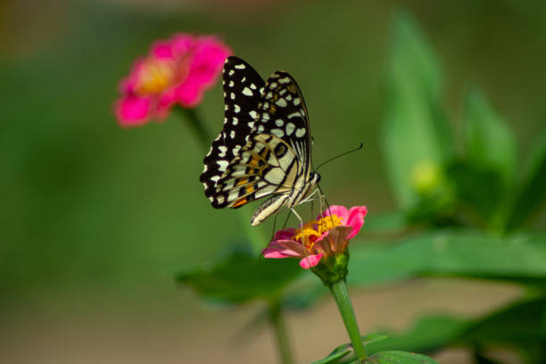 istock Chamomiles daisies macro in summer spring field on background blue sky with sunshine and a flying butterfly, nature panoramic view. Summer natural landscape with copy space. 1300706598