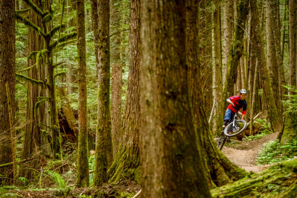 istock Mountain biker rides along forested path in the morning 1300706608