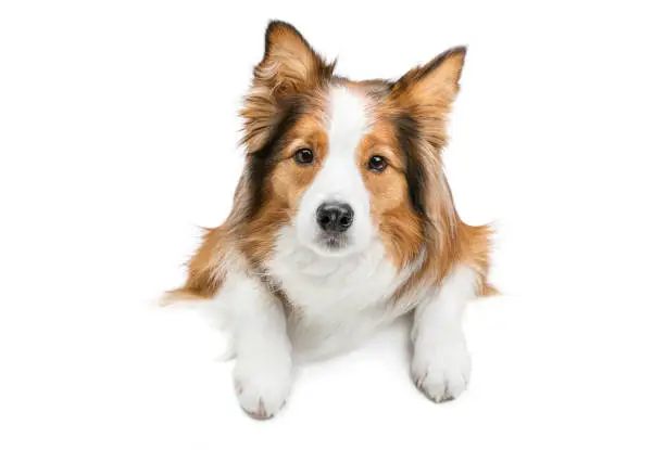 A funny dog put its paws on a white plate and looks out. Border Collie. The background is isolated.