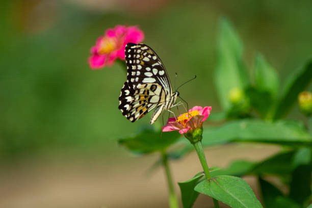 istock Chamomiles daisies macro in summer spring field on background blue sky with sunshine and a flying butterfly, nature panoramic view. Summer natural landscape with copy space. 1300707560