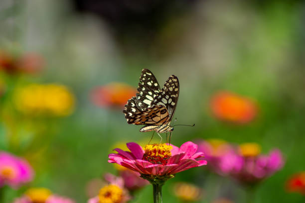 istock Chamomiles daisies macro in summer spring field on background blue sky with sunshine and a flying butterfly, nature panoramic view. Summer natural landscape with copy space. 1300707738