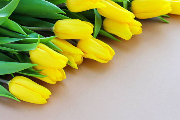 yellow tulips on a beige background. Beautiful spring-yellow flowers. A gift for a woman on a holiday or a sign of attention