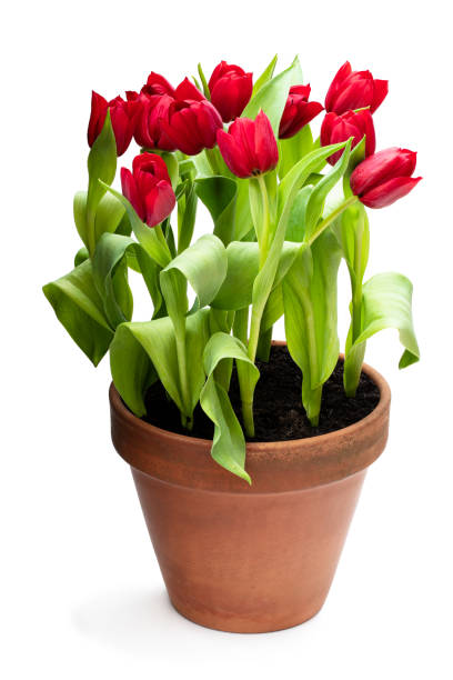 istock Homegrown red tulips in flower pot isolated on white 1300712217