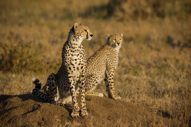 istock Cheetah mother and cub 1300712310