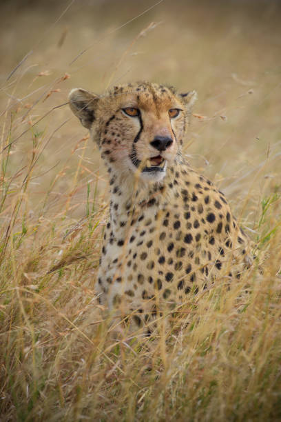Masai Mara National Reserve, Kenya, Africa.