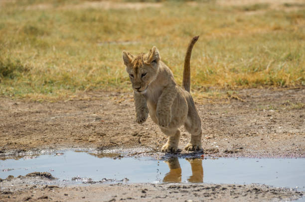 istock Lion cub takes a jump 1300712339