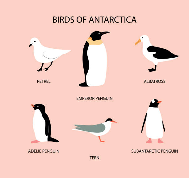 векторная иллюстрация с птицами антарктиды: буревестная; императорский пингвин; пингвин адели; крачка; альбатрос; субантарктический пингв� - albatross stock illustrations