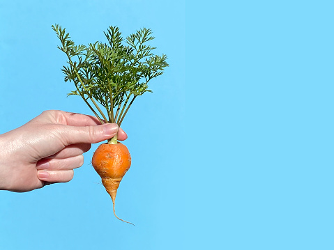 Hand holding short, fat carrot in front of blue background with copy space,