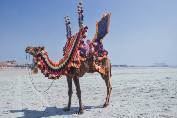 istock Camel on a beach - stock photo 1300713447