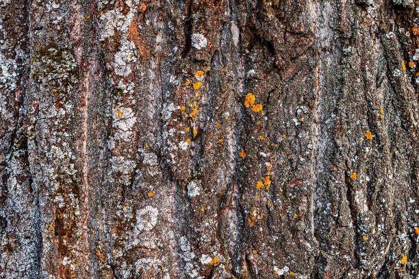 texture de l’écorce d’un vieil arbre énorme dans la forêt. contexte du concept de parc naturel et national - bark elm tree oak tree wood photos et images de collection