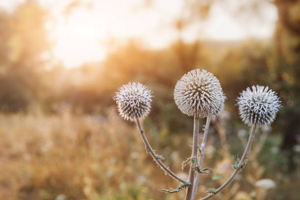 muso dalla testa a sfera o echinops sphaerocephalus è una pianta popolare nella medicina popolare a base di erbe - echinops spaerocephalus foto e immagini stock