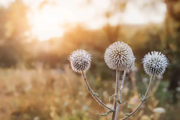 Photo of ball-headed snout or Echinops sphaerocephalus is a popular plant in folk herbal medicine