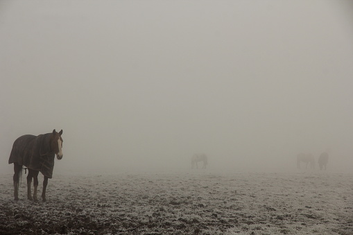 Group of horses standing in field on frosty and foggy day with grey sky
