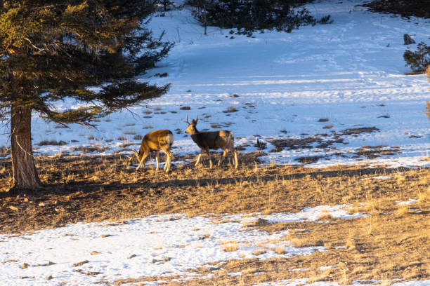 istock Pair of Buck Mule Deer 1300716972