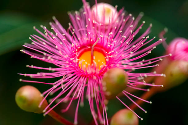 istock Closeup beautiful flower of gumtree, background with copy space 1300717057