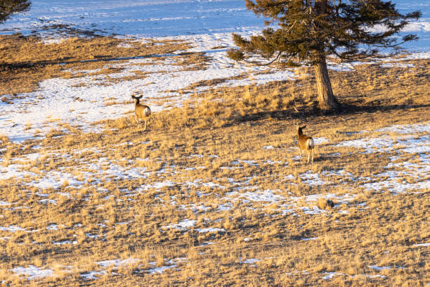 istock Pair of Buck Mule Deer 1300718033