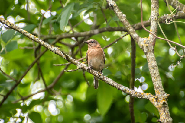 istock Eastern bluebird female 1300718071