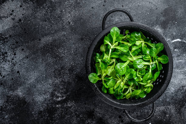 istock Fresh green Corn salad leaves, lambs lettuce in a colander. Black background. Top view. Copy space 1300718146