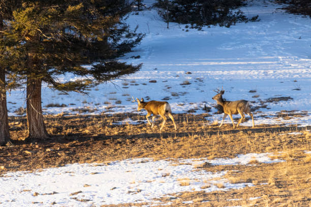 istock Pair of Buck Mule Deer 1300718265
