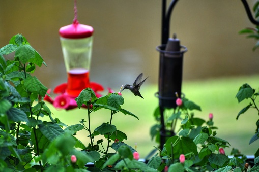 Hummingbird in backyard