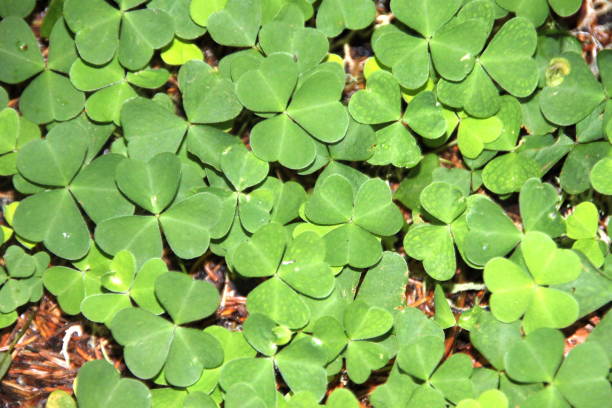 Creeping wood sorrel Creeping wood sorrel in forest wood sorrel stock pictures, royalty-free photos & images
