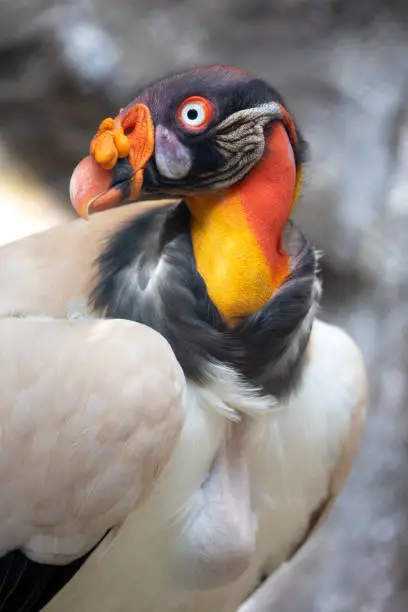 Photo of Central American King Vulture Bird