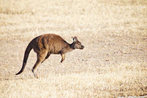istock Kangaroos in the wild 1300720088