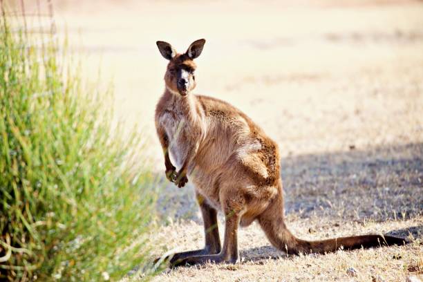 istock Kangaroos in the wild 1300720108